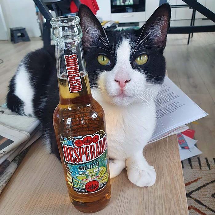 Cat with Desperados drink