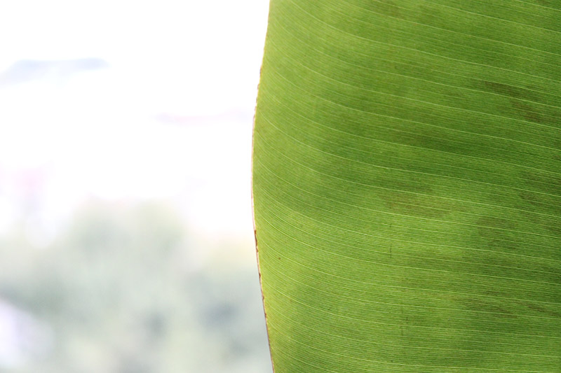 Frontal light going through banana leaf